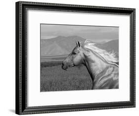 Palomino Quarter Horse Stallion, Head Profile, Longmont, Colorado, USA-Carol Walker-Framed Photographic Print