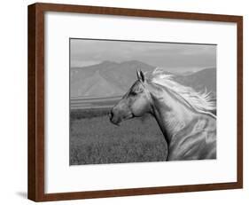 Palomino Quarter Horse Stallion, Head Profile, Longmont, Colorado, USA-Carol Walker-Framed Photographic Print