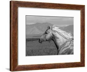 Palomino Quarter Horse Stallion, Head Profile, Longmont, Colorado, USA-Carol Walker-Framed Photographic Print