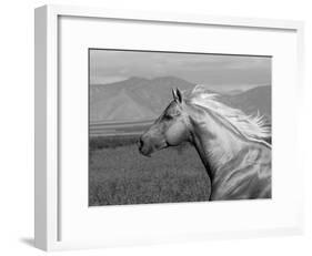 Palomino Quarter Horse Stallion, Head Profile, Longmont, Colorado, USA-Carol Walker-Framed Photographic Print