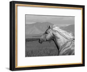 Palomino Quarter Horse Stallion, Head Profile, Longmont, Colorado, USA-Carol Walker-Framed Photographic Print
