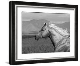 Palomino Quarter Horse Stallion, Head Profile, Longmont, Colorado, USA-Carol Walker-Framed Photographic Print