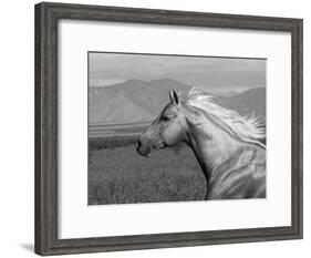 Palomino Quarter Horse Stallion, Head Profile, Longmont, Colorado, USA-Carol Walker-Framed Photographic Print