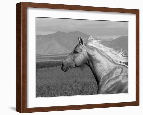 Palomino Quarter Horse Stallion, Head Profile, Longmont, Colorado, USA-Carol Walker-Framed Photographic Print