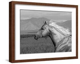 Palomino Quarter Horse Stallion, Head Profile, Longmont, Colorado, USA-Carol Walker-Framed Photographic Print