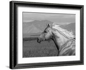 Palomino Quarter Horse Stallion, Head Profile, Longmont, Colorado, USA-Carol Walker-Framed Photographic Print