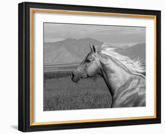 Palomino Quarter Horse Stallion, Head Profile, Longmont, Colorado, USA-Carol Walker-Framed Photographic Print