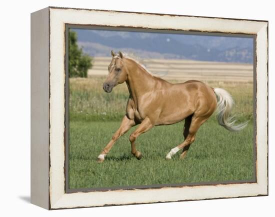 Palomino Stallion Running in Field, Longmont, Colorado, USA-Carol Walker-Framed Premier Image Canvas