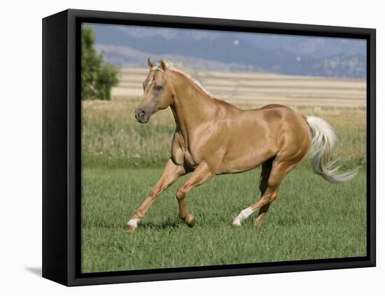 Palomino Stallion Running in Field, Longmont, Colorado, USA-Carol Walker-Framed Premier Image Canvas