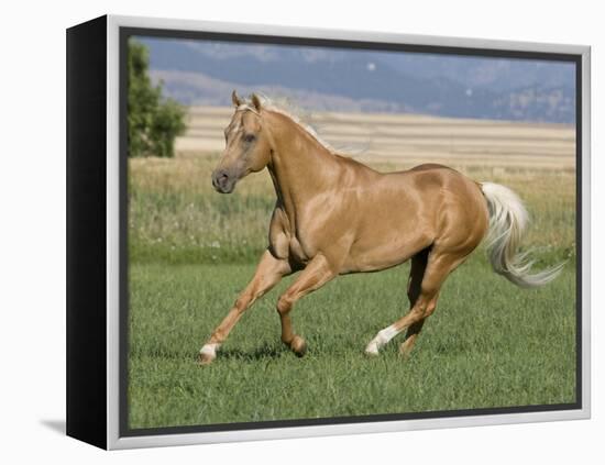 Palomino Stallion Running in Field, Longmont, Colorado, USA-Carol Walker-Framed Premier Image Canvas