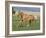 Palomino Stallion Running in Field, Longmont, Colorado, USA-Carol Walker-Framed Photographic Print