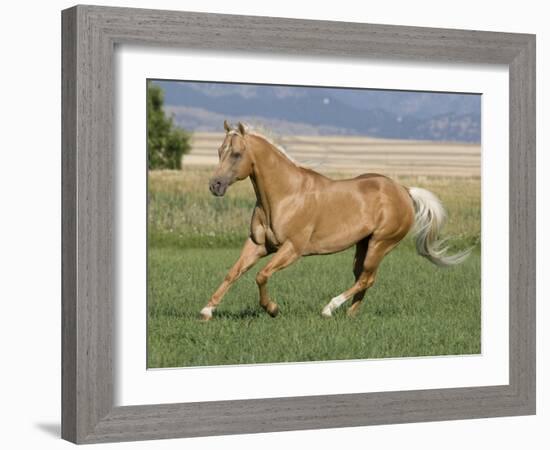 Palomino Stallion Running in Field, Longmont, Colorado, USA-Carol Walker-Framed Photographic Print