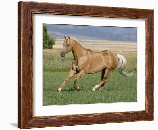 Palomino Stallion Running in Field, Longmont, Colorado, USA-Carol Walker-Framed Photographic Print