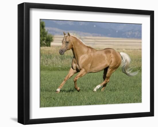 Palomino Stallion Running in Field, Longmont, Colorado, USA-Carol Walker-Framed Photographic Print