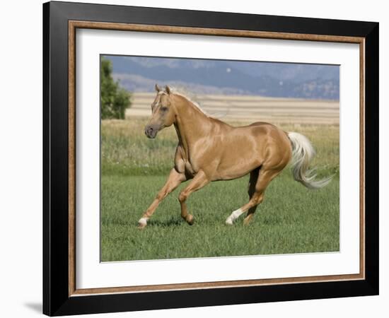 Palomino Stallion Running in Field, Longmont, Colorado, USA-Carol Walker-Framed Photographic Print