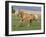 Palomino Stallion Running in Field, Longmont, Colorado, USA-Carol Walker-Framed Photographic Print