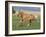 Palomino Stallion Running in Field, Longmont, Colorado, USA-Carol Walker-Framed Photographic Print