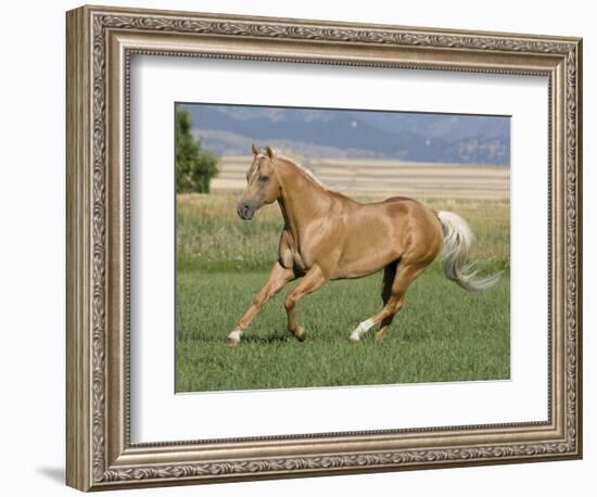 Palomino Stallion Running in Field, Longmont, Colorado, USA-Carol Walker-Framed Photographic Print