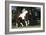 Palomino Warmbloods 004-Bob Langrish-Framed Photographic Print