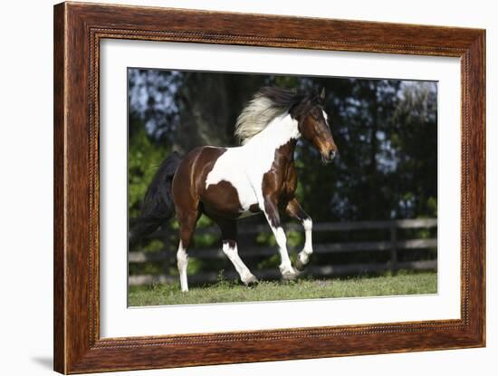 Palomino Warmbloods 004-Bob Langrish-Framed Photographic Print