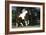 Palomino Warmbloods 004-Bob Langrish-Framed Photographic Print