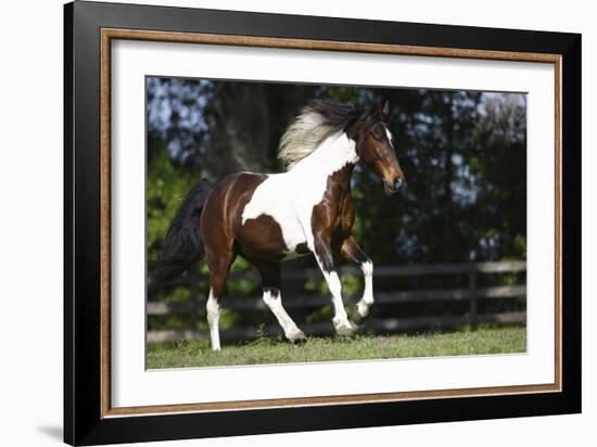 Palomino Warmbloods 004-Bob Langrish-Framed Photographic Print