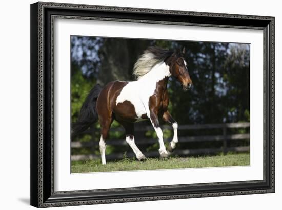 Palomino Warmbloods 004-Bob Langrish-Framed Photographic Print