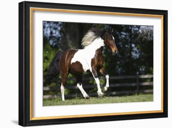 Palomino Warmbloods 004-Bob Langrish-Framed Photographic Print