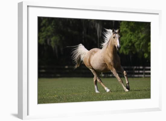 Palomino Warmbloods 008-Bob Langrish-Framed Photographic Print