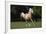 Palomino Warmbloods 008-Bob Langrish-Framed Photographic Print