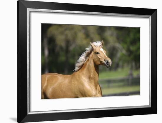 Palomino Warmbloods 012-Bob Langrish-Framed Photographic Print