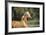 Palomino Warmbloods 012-Bob Langrish-Framed Photographic Print