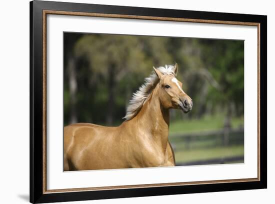 Palomino Warmbloods 012-Bob Langrish-Framed Photographic Print