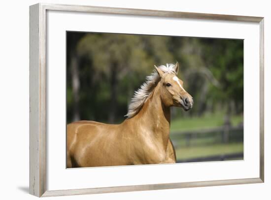 Palomino Warmbloods 012-Bob Langrish-Framed Photographic Print