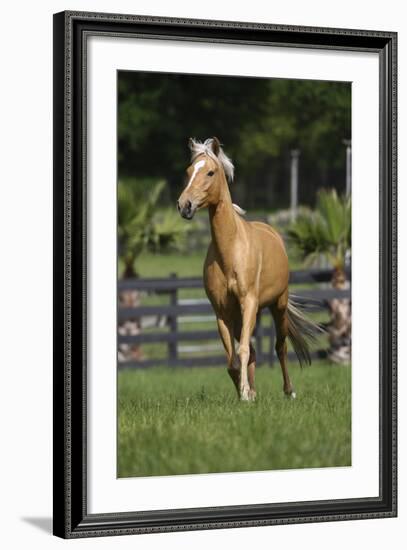 Palomino Warmbloods 013-Bob Langrish-Framed Photographic Print