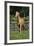 Palomino Warmbloods 013-Bob Langrish-Framed Photographic Print