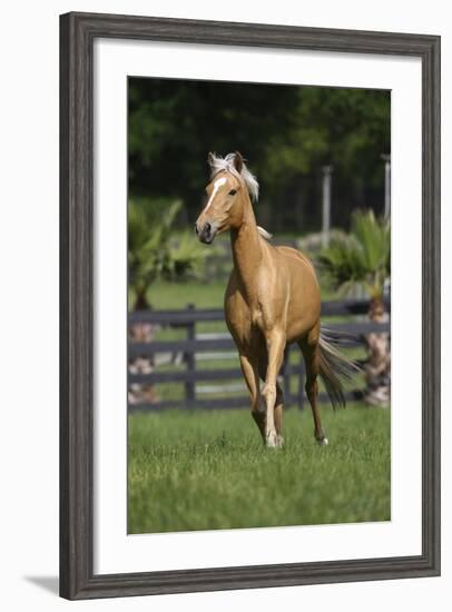 Palomino Warmbloods 013-Bob Langrish-Framed Photographic Print