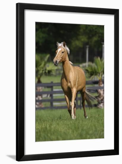 Palomino Warmbloods 013-Bob Langrish-Framed Photographic Print