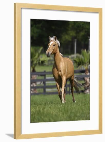 Palomino Warmbloods 013-Bob Langrish-Framed Photographic Print