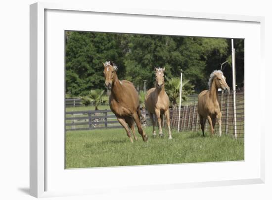 Palomino Warmbloods 031-Bob Langrish-Framed Photographic Print