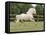 Palomino Welsh Pony Stallion Galloping in Paddock, Fort Collins, Colorado, USA-Carol Walker-Framed Premier Image Canvas