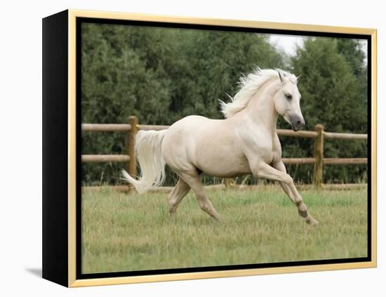 Palomino Welsh Pony Stallion Galloping in Paddock, Fort Collins, Colorado, USA-Carol Walker-Framed Premier Image Canvas