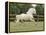 Palomino Welsh Pony Stallion Galloping in Paddock, Fort Collins, Colorado, USA-Carol Walker-Framed Premier Image Canvas