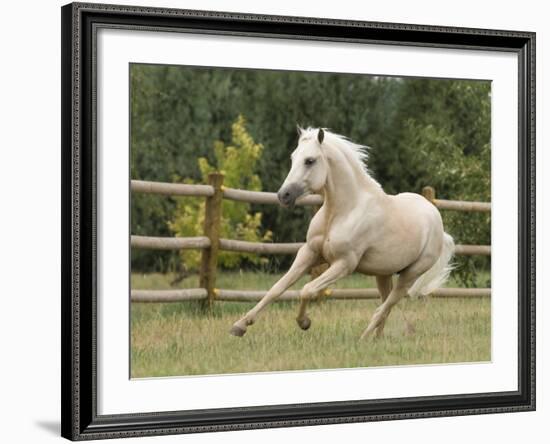 Palomino Welsh Pony Stallion Galloping in Paddock, Fort Collins, Colorado, USA-Carol Walker-Framed Photographic Print