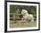 Palomino Welsh Pony Stallion Galloping in Paddock, Fort Collins, Colorado, USA-Carol Walker-Framed Photographic Print