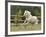 Palomino Welsh Pony Stallion Galloping in Paddock, Fort Collins, Colorado, USA-Carol Walker-Framed Photographic Print