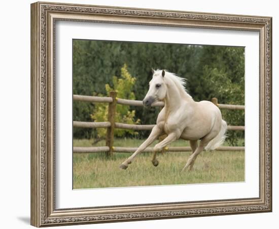 Palomino Welsh Pony Stallion Galloping in Paddock, Fort Collins, Colorado, USA-Carol Walker-Framed Photographic Print