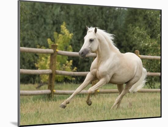 Palomino Welsh Pony Stallion Galloping in Paddock, Fort Collins, Colorado, USA-Carol Walker-Mounted Photographic Print