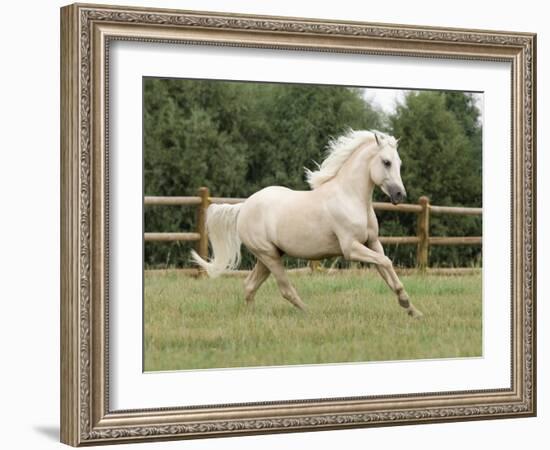 Palomino Welsh Pony Stallion Galloping in Paddock, Fort Collins, Colorado, USA-Carol Walker-Framed Photographic Print