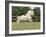 Palomino Welsh Pony Stallion Galloping in Paddock, Fort Collins, Colorado, USA-Carol Walker-Framed Photographic Print